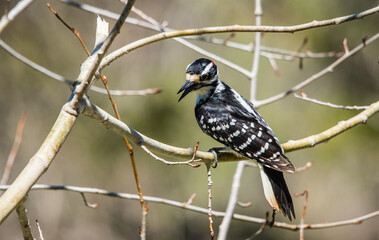 male hairy woodpecker feeding young chicks