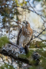 Cooper's hawk with mouse