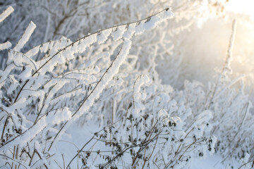 Idyllic snowy winter scenery of trees, bushes and dry grass covered with heavy hoarfrost, lit by sunshine. Winter sunrise, sun shines through snow covered trees.