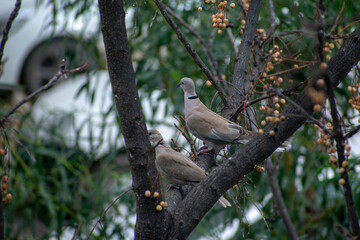 Eurasian Collared-Dove (Streptopelia decaocto) perching on a tree branch