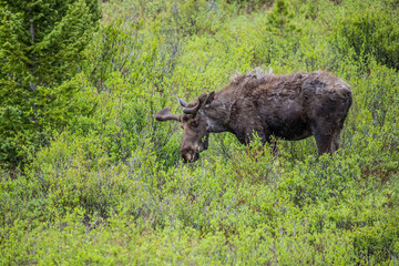 spring bull moose in willows