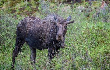 Naklejka na ściany i meble spring bull moose in willows