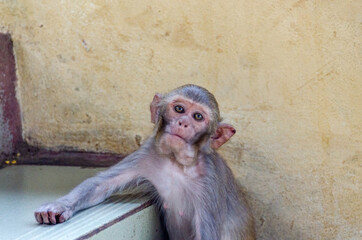 Portrait of  a monkey at The Mount Popa Monastery in Myanmar