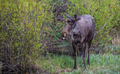 spring bull moose in swamp 