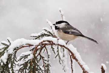 Chickadee bird perching on evergreen tree while it is snowing outside. 