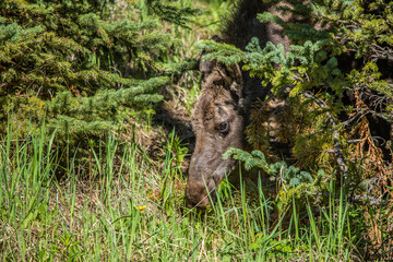 spring bull moose in swamp 