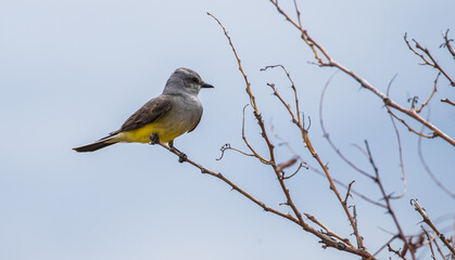 Flycatcher Phoebe bird on tree branch