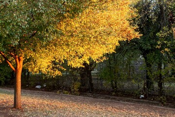 Tree in Fall Oklahoma Golden Hour Light Outside