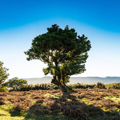 lone pine tree