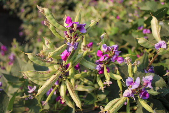 loseup shot of hyacinth bean tree with beans and purple flowers