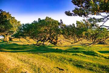 Fototapeta premium landscape with trees