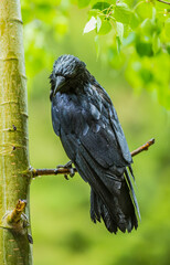 black raven on evergreen tree top