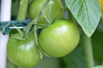 Tomate