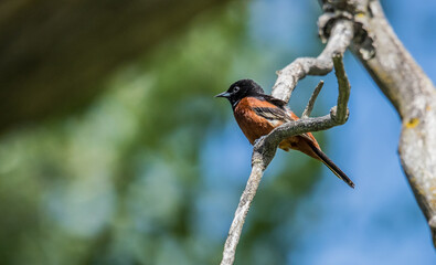 rusty orange eastern towhee on branch