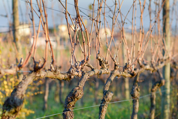 vine plants in Italy. plants in winter