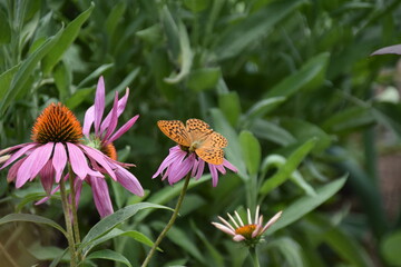 Blume mit Schmetterling