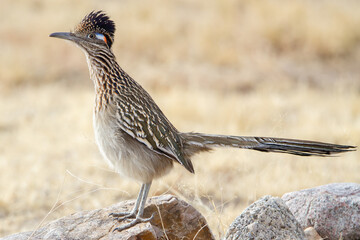 A Greater Roadrunner stands at alert on a rock.