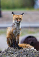 mother red fox with young kit