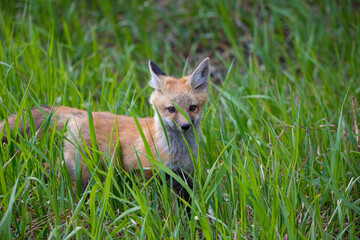 red fox mothers with kits playing in rusty equipment 
