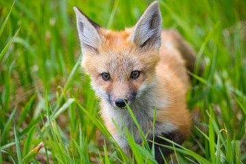 red fox mothers with kits playing in rusty equipment 