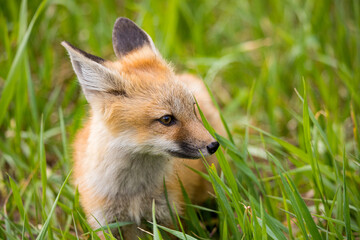 Fototapeta premium red fox mothers with kits playing in rusty equipment 