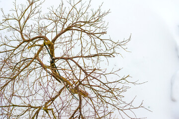 Tree in a white snowy rock garden in winter, Almere, Flevoland, The Netherlands, February 7, 2020
