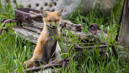 red fox mothers with kits playing in rusty equipment 