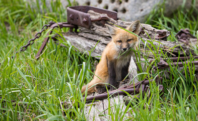 red fox mothers with kits playing in rusty equipment 