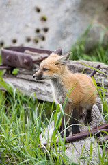 red fox mothers with kits playing in rusty equipment 