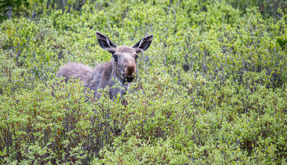 young bull moose in spring willows