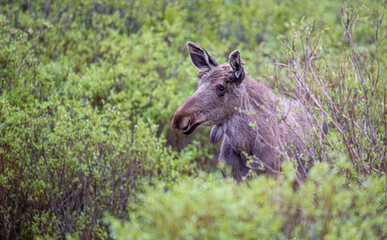 young bull moose in spring willows