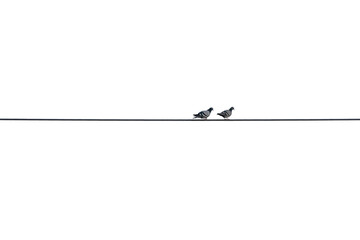 Two pigeons are mates on the wire. white isolated background