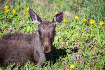 young moose twins resting in wildflowers