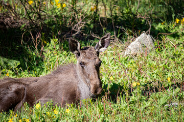 young moose twins resting in wildflowers