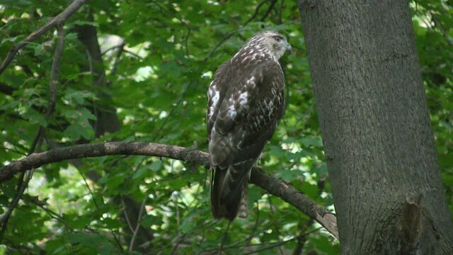 Red-tailed hawk looking for food. A red-tailed hawk keeps on eye on the forest floor below. Toronto, Ontario, Canada.
