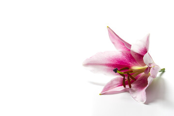 one Pink lily flowers head Isolated on white background.