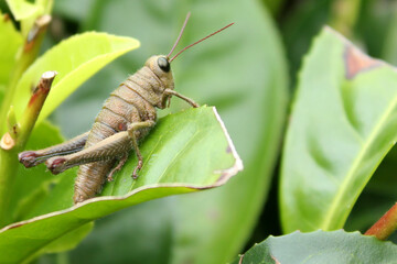 Cricket insect on the leaf nature beauty