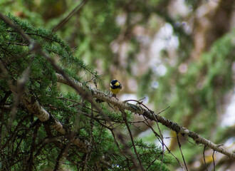 Close-up shot of Coal tit (Periparus Ater) perching on Blue Atlas Cedar branch.