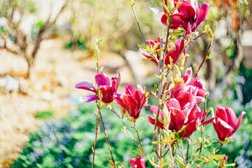 Close-up of red magnolia flowers in the garden.