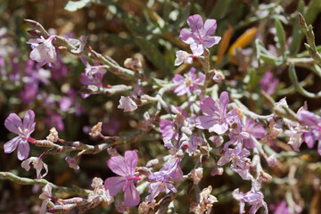 Coastal pink flowers, Limoniastrum monopetalum, Algarve, Portugal