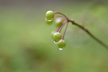 雨上がり　自然の風景