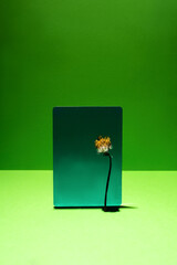 Old dried dandelion on green square over green background and lines