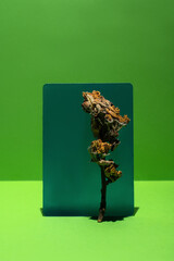 Old dried dandelion on green square over green background and lines