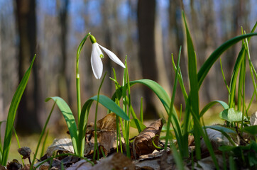 Young snowdrops in early spring in the forest