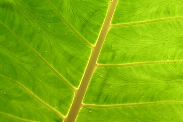 葉脈　葉模様