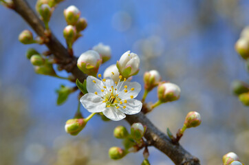 White flowers on the branches of trees in the spring