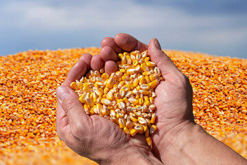 Farmer's Rough Hands Holding Corn Kernels Against the Pile Of Freshly Harvested Corn Grain