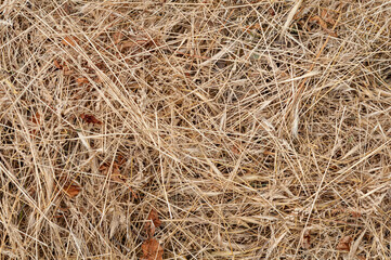 Natural background from dry grass, nature outdoors, yellow straw on farm, summer agriculture.