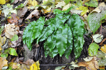 In the wild, fern Asplenium scolopendrium grows