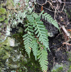 Fern Polypodium vulgare grows on a rock in the woods